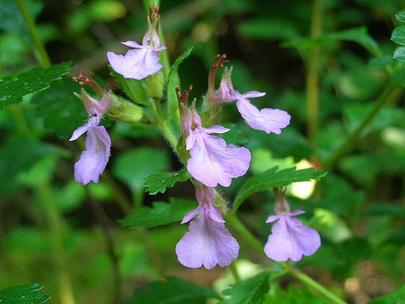 Teucrium chamaedrys / Camedrio comune